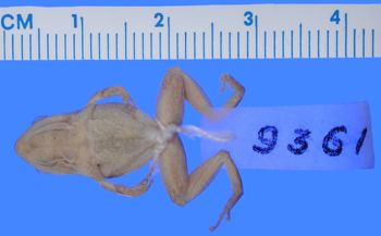 Media type: image; Herpetology A-9361